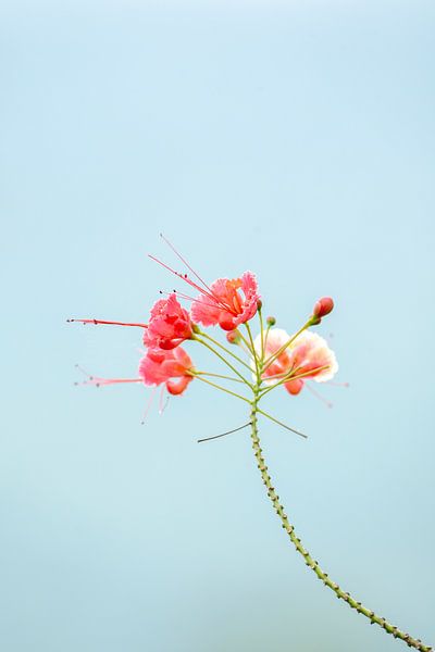 Elegante Eenvoud - Bloeiende Zomer - Peacock flowers van Femke Ketelaar