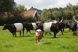 Lakenvelders bij Kasteel de Vanenburg Putten by Veluws