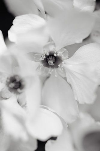Bloemen