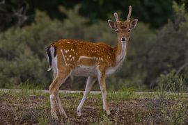 Deer with a nice pair of starting antlers by Wesley Klijnstra