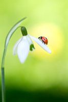 Ladybird in the sun...