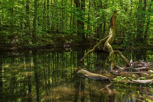 Landschaft im Nebeldurchbruchstal zwischen Serrahn und Kuchelmiß