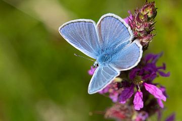 Icarus blue on purple flower by Ivonne Fuhren- van de Kerkhof