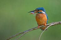 IJsvogel met vangst van IJsvogels.nl - Corné van Oosterhout thumbnail