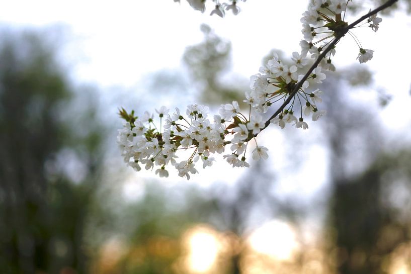 Flowering by Thomas Jäger