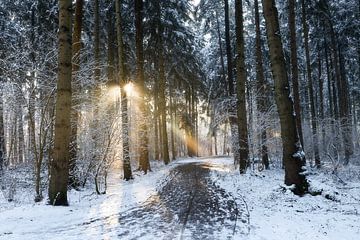 Sonnenstrahlen im Winterwald
