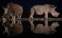 Twee wite neushoorns in de nacht spiegelen in het water van een drinkplaats van Peter van Dam thumbnail