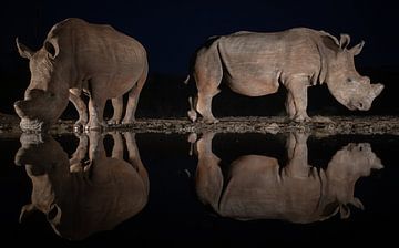 Twee wite neushoorns in de nacht spiegelen in het water van een drinkplaats