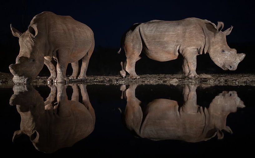 Twee wite neushoorns in de nacht spiegelen in het water van een drinkplaats van Peter van Dam