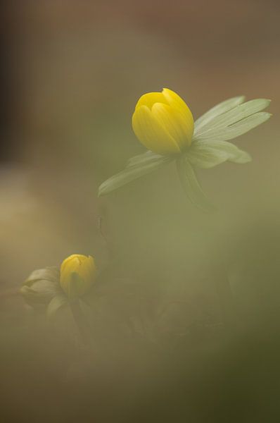 Voorjaar is in de lucht van Be-eR fotografeert