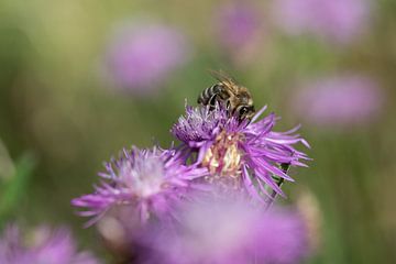 Bee in the flower field by Ulrike Leone