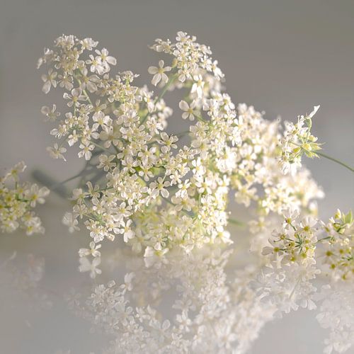 Fluitenkruid. Romantische droomwereld. Grijs met wit.