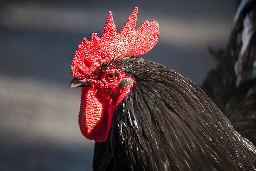 Gros plan sur un coq noir à la crête rouge par Udo Herrmann