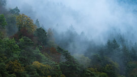 Mystischer Pfälzerwald