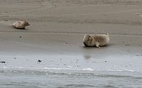 Seals at Englishman's Place