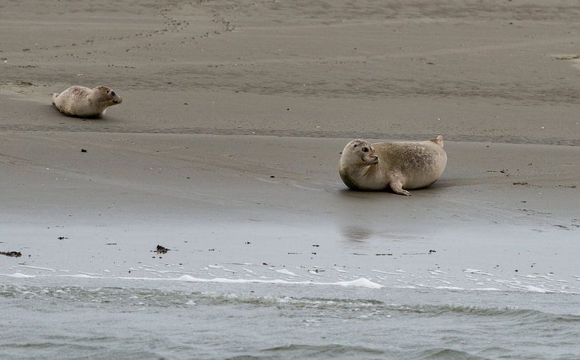 Seals at Englishman's Place by Kees Ham