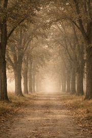 Chemin forestier féérique avec brume dorée et tunnel d'arbres