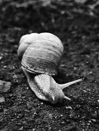 Escargot de Virginie 1 noir-blanc sur Jörg Hausmann