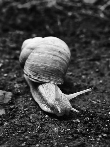 Weinbergschnecke 1 schwarz-weiß