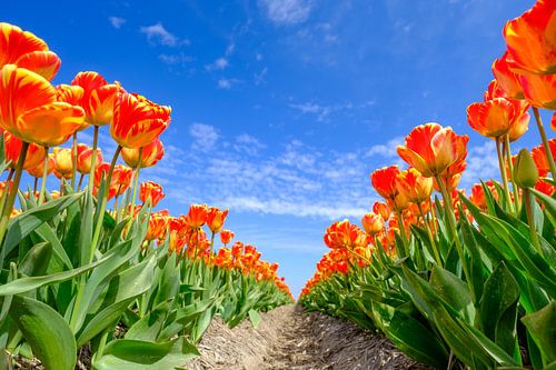 Tulpen in een veld tijdens een mooie lentedag