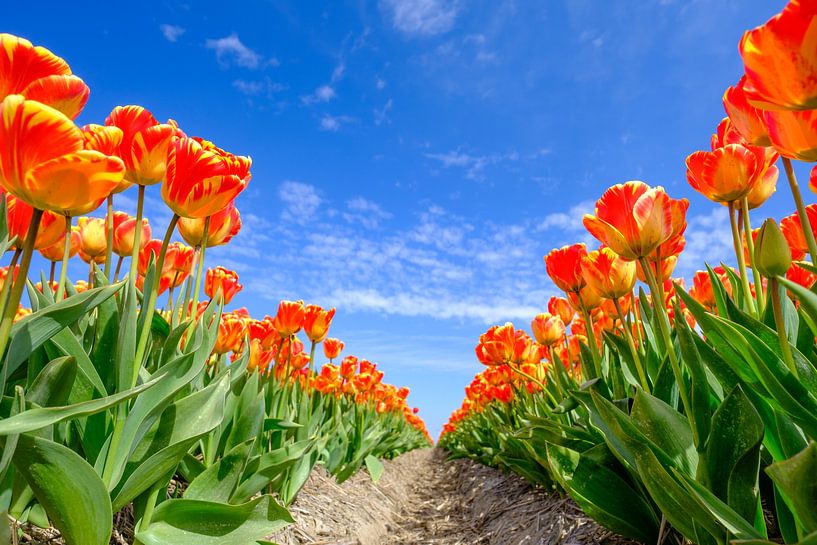 Tulpen in een veld tijdens een mooie lentedag van Sjoerd van der Wal Fotografie