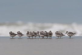 Eine Gruppe von Sanderlingen. von Tim Link