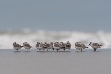 Eine Gruppe von Sanderlingen. von Tim Link