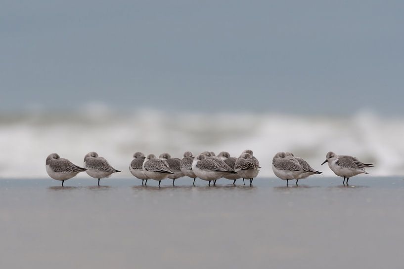 A group of sanderlings. by Tim Link