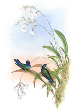 WAGLER'S WOOD-NYMPH, John Gould van Hummingbirds