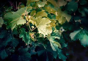 Weinpflanze, Natur, Frankreich von Ariadna de Raadt-Goldberg