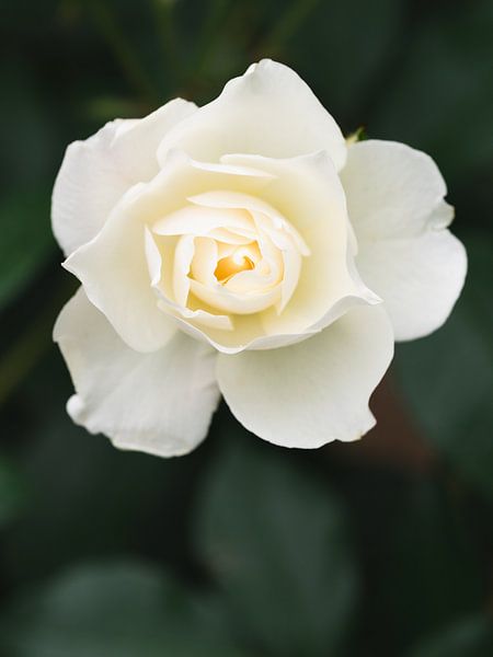 White rose by Lorena Cirstea