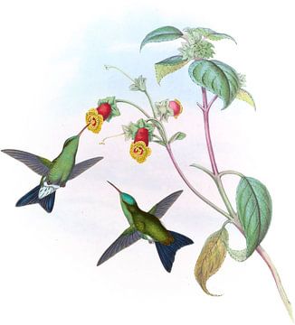 Groenhoofdige saffier, John Gould van Hummingbirds