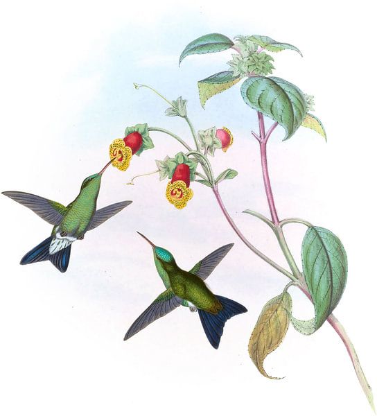 Green-headed Sapphire, John Gould by Hummingbirds