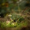 Kleine kwetsbare Paddenstoel in een groot bos. van Wildlife Designs
