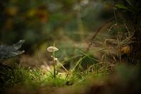 Kleiner zerbrechlicher Pilz in einem großen Wald.
