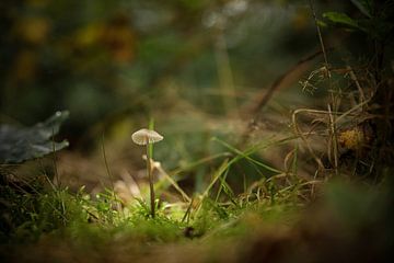 Kleine kwetsbare Paddenstoel in een groot bos. van Wildlife Designs