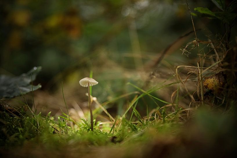 Kleiner zerbrechlicher Pilz in einem großen Wald. von Wildlife Designs