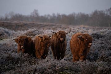 Highland Cow I van Niels Haven