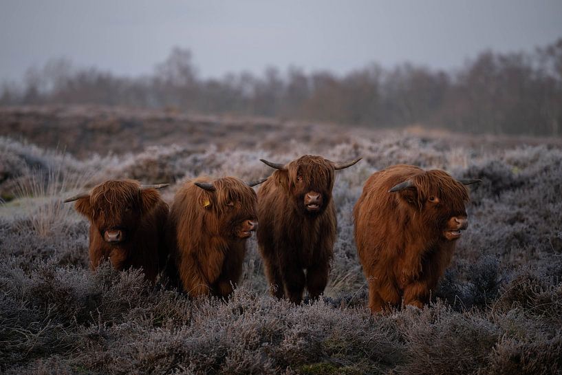 Highland Cow I by Niels Haven