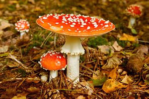 Fliegenpilz
