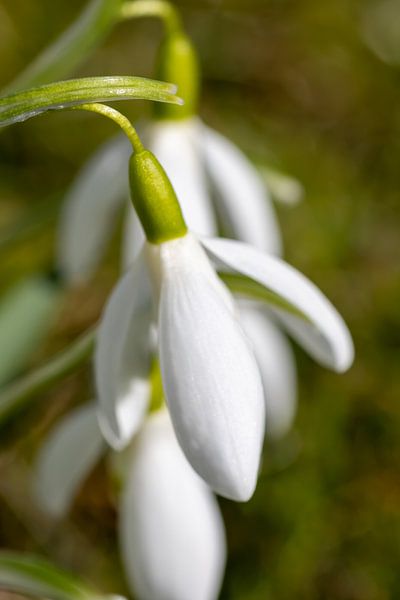 Schneeglöckchen sind wundervolle Frühlingsboten von Christina Bauer Photos