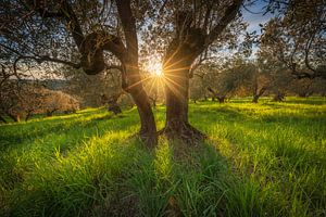 Sonnenuntergangslicht in einem alten Olivenhain in der Maremma, Toskana
