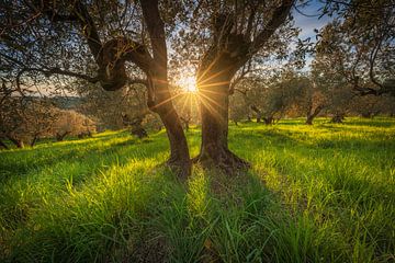 Sunset Light in an Ancient Olive Grove of Maremma, Tuscany by Stefano Orazzini