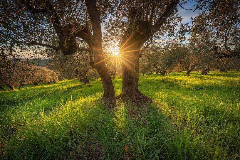 Sunset Light in an Ancient Olive Grove of Maremma, Tuscany by Stefano Orazzini
