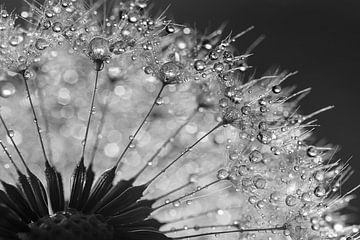 Drops on a piece of dandelion (black and white) by Marjolijn van den Berg