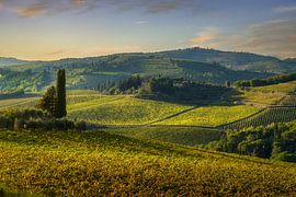 Weinberge im Herbst in Panzano im Chianti von Stefano Orazzini