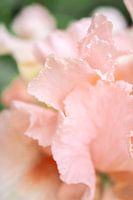 Pink Iris - Schwertlilie