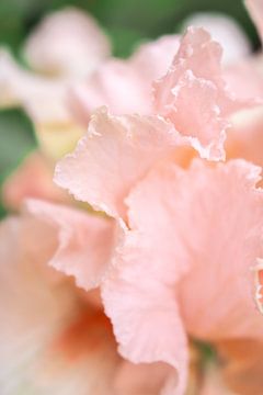 Pink Iris - Schwertlilie von Mixed media vector arts