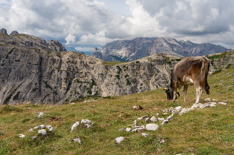 Cow in the Italian Mountains by Lynn Haverhals