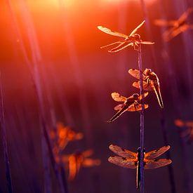 Summer elves - Dragonflies in the last light by Roeselien Raimond